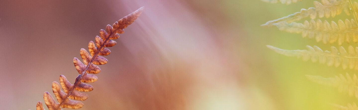 blog header